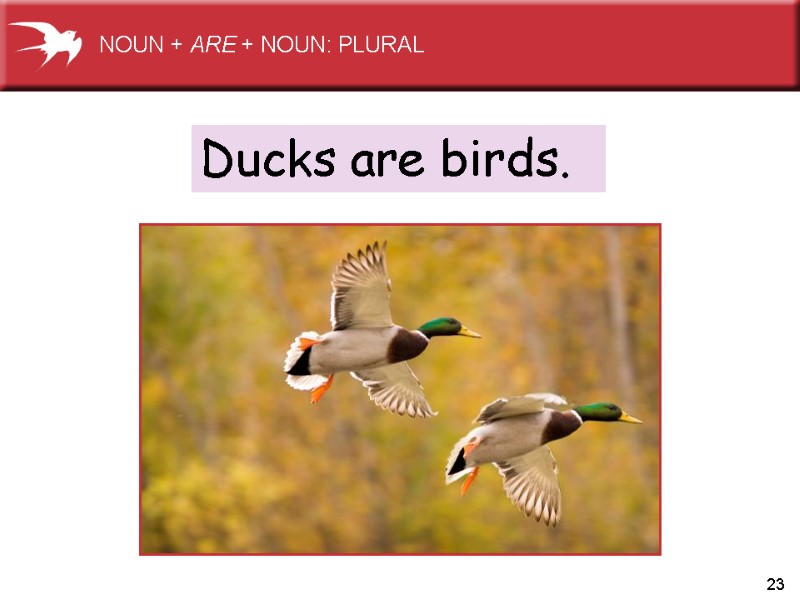 23 Ducks are birds. NOUN + ARE + NOUN: PLURAL